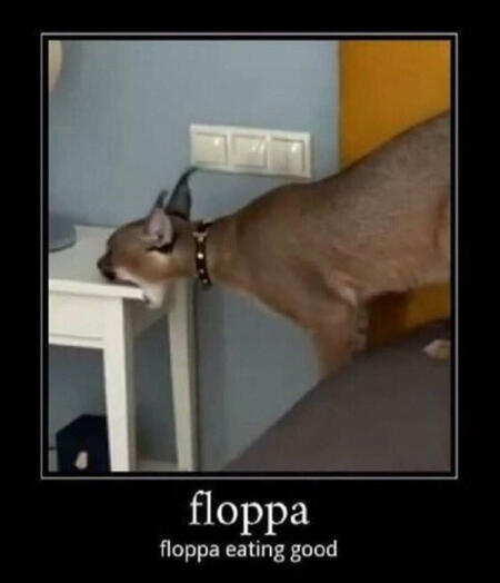 big floppa