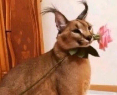 big floppa