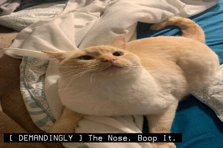 big floppa